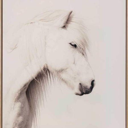 Icelandic Horse Canvas Art Print