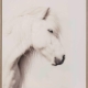 Icelandic Horse Canvas Art Print