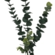 5 Pack - Long Eucalyptus Stem 77 cm