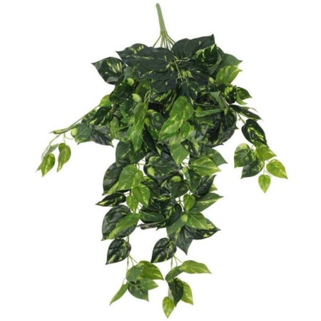 Philodendron Hanging Bush 73cm