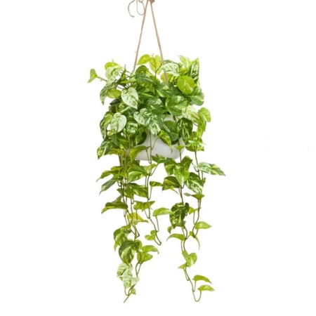 Marble Pothos Artificial Decorative 110cm Hanging Planter W/ Rope - Light Green