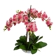 Phalaenopsis Orchid Artificial Plant Flower Decorative 60cm White Bowl - Pink