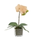 Apricot Orchid Artificial Fake Plant Decorative Arrangement 32cm In Square Glass