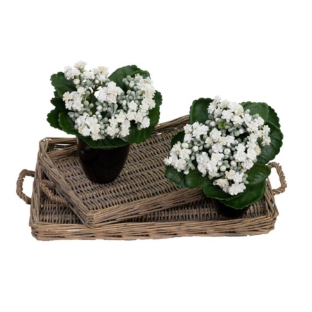 Set Of 2 Kalanchoe Artificial Fake Plant Decorative Arrangement In Pot 20cm Green & Cream