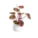 Burgundy Begonia Bush Artificial Faux Plant Decorative 20cm In Pot