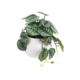 Calathea Bush Artificial Faux Plant Decorative 17cm In Pot