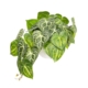 Green Caladium Bush 46cm Artificial Faux Plant Decorative In Pot
