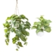 Potted Syngonium Artificial Faux Plant Decorative Set Green