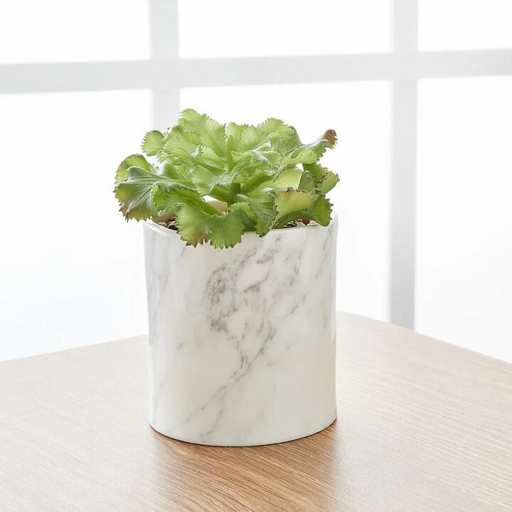 Potted Faux Succulent Size 9X9X18cm by MyHouse