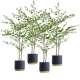 4X 180cm Green Artificial Indoor Watercress Tree Fake Plant Simulation Decorative