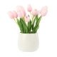 Rogue Tulip Bunch Gianna Pot