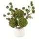 Rogue Allium Pompom Mix Gianna Pot