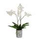 Glamorous Fusion Orchid 74cm Artificial Plant Flower Arrangement Decorative In Hampton Pot