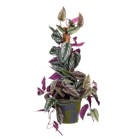 Glamorous Fusion Cissus Discolour Plant 68cm Artificial Plant Flower Arrangement Decorative On Pole