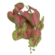 Glamorous Fusion Red Caladium 35cm Artificial Plant Flower Arrangement Decorative In Luxe Pot