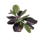 Glamorous Fusion Calathea Bush 50cm Artificial Plant Flower Arrangement Decorative In Hampton Pot