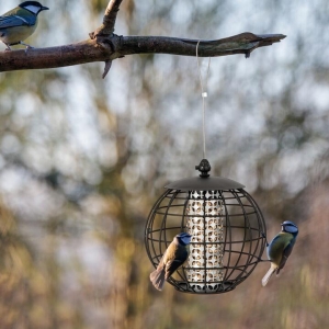 CostwaySquirrel-Proof Bird Feeder with 3KG Large Capacity for Outdoor Hanging