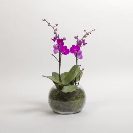 Mother's Day Flowers | Purple Indoor Orchid Plant | Interflora | Online Florist and Flower Delivery Across Australia