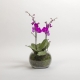 Mother's Day Flowers | Purple Indoor Orchid Plant | Interflora | Online Florist and Flower Delivery Across Australia