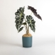 Alocasia Indoor Plant | Interflora | Online Florist and Flower Delivery Across Australia
