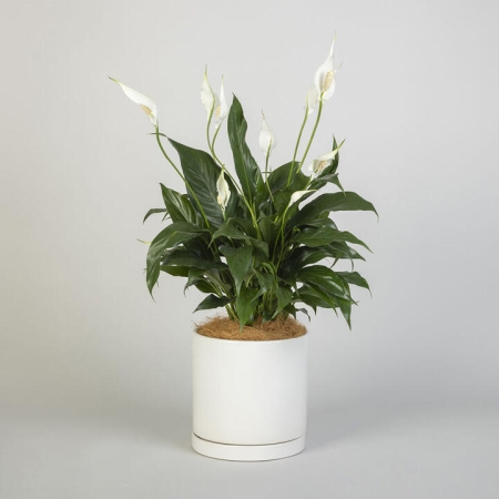 Peace Lily Plant in a Ceramic Pot | Interflora | Online Florist and Flower Delivery Across Australia