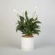 Peace Lily Plant in a Ceramic Pot | Interflora | Online Florist and Flower Delivery Across Australia