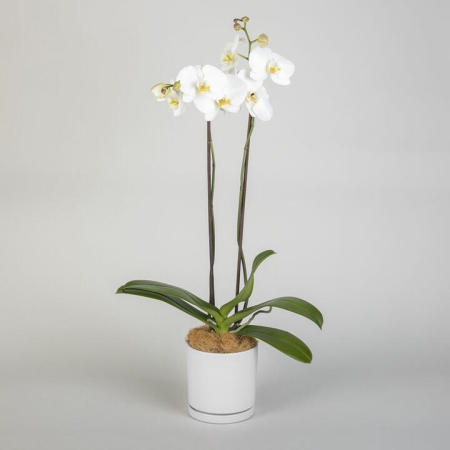2 Spike Phalaenopsis in a Pot | Interflora | Online Florist and Flower Delivery Across Australia