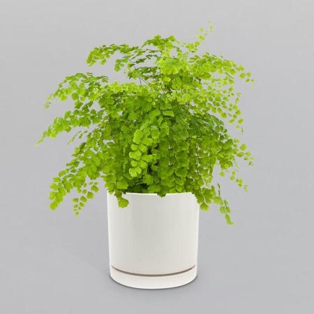 Maidenhair Fern in a Pot | Interflora | Online Florist and Flower Delivery Across Australia