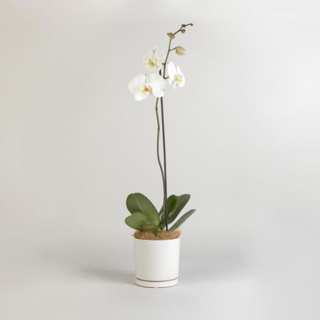 Phalaenopsis in a Pot | Interflora | Online Florist and Flower Delivery Across Australia