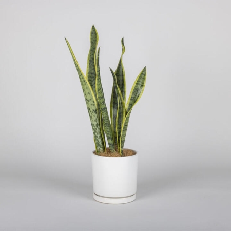 Sansevieria Plant in a Pot | Interflora | Online Florist and Flower Delivery Across Australia