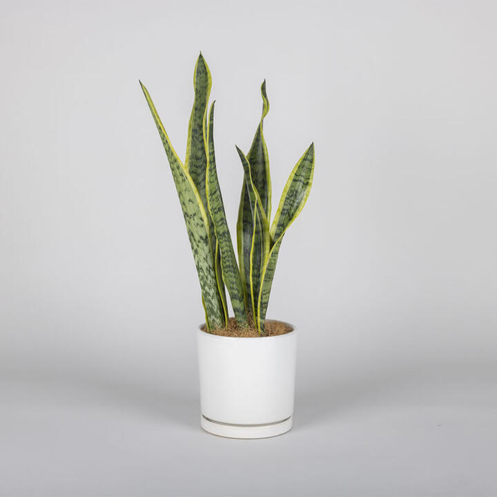 Sansevieria Plant in a Pot | Interflora | Online Florist and Flower Delivery Across Australia
