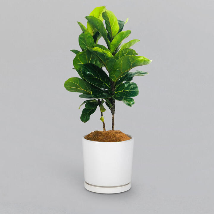 Ficus Lyrata in a Pot | Interflora | Online Florist and Flower Delivery Across Australia