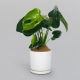 Monstera in a Pot | Interflora | Online Florist and Flower Delivery Across Australia