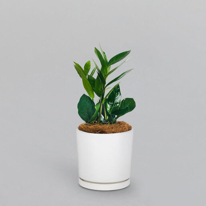 Zanzibar Gem Pot Plant | Interflora | Online Florist and Flower Delivery Across Australia