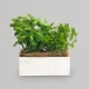 Small Assorted Herbs in a Cement Pot | Interflora | Online Florist and Flower Delivery Across Australia
