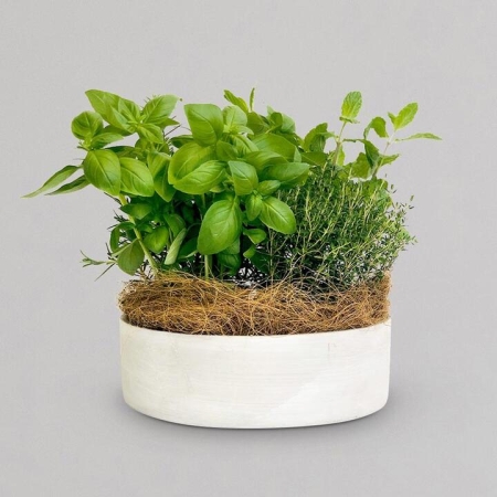 Large Assorted Herbs in a Cement Pot | Interflora | Online Florist and Flower Delivery Across Australia