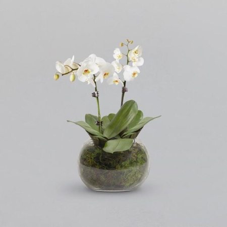 White Orchid Indoor Plant | Interflora | Online Florist and Flower Delivery Across Australia
