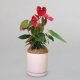 Anthurium in a Ceramic Pot | Interflora | Online Florist and Flower Delivery Across Australia