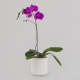 Phalaenopsis Pot Plant | Interflora | Online Florist and Flower Delivery Across Australia