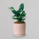 Small Spathiphyllum Pot Plant | Interflora | Online Florist and Flower Delivery Across Australia