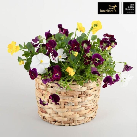Pansies in a Basket | Interflora | Online Florist and Flower Delivery Across Australia