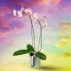 Glinda the Good Plant - Pink Phalaenopsis Plant | Interflora | Online Florist and Flower Delivery Across Australia