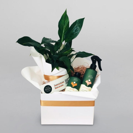 Peace Lily With Plant Care Duo | Interflora | Online Florist and Flower Delivery Across Australia