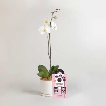 Orchid with Plant Care Duo | Interflora | Online Florist and Flower Delivery Across Australia