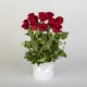 12 Red Rose Box Arrangement | Interflora | Online Florist and Flower Delivery Across Australia