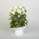 12 White Rose Box Arrangement | Interflora | Online Florist and Flower Delivery Across Australia