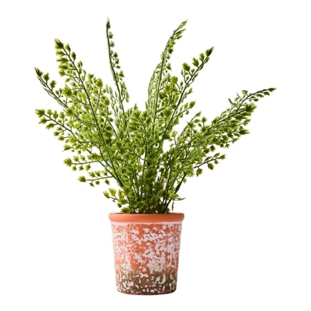 MyHouse Boxwood Plant