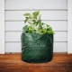 Grow vegetables