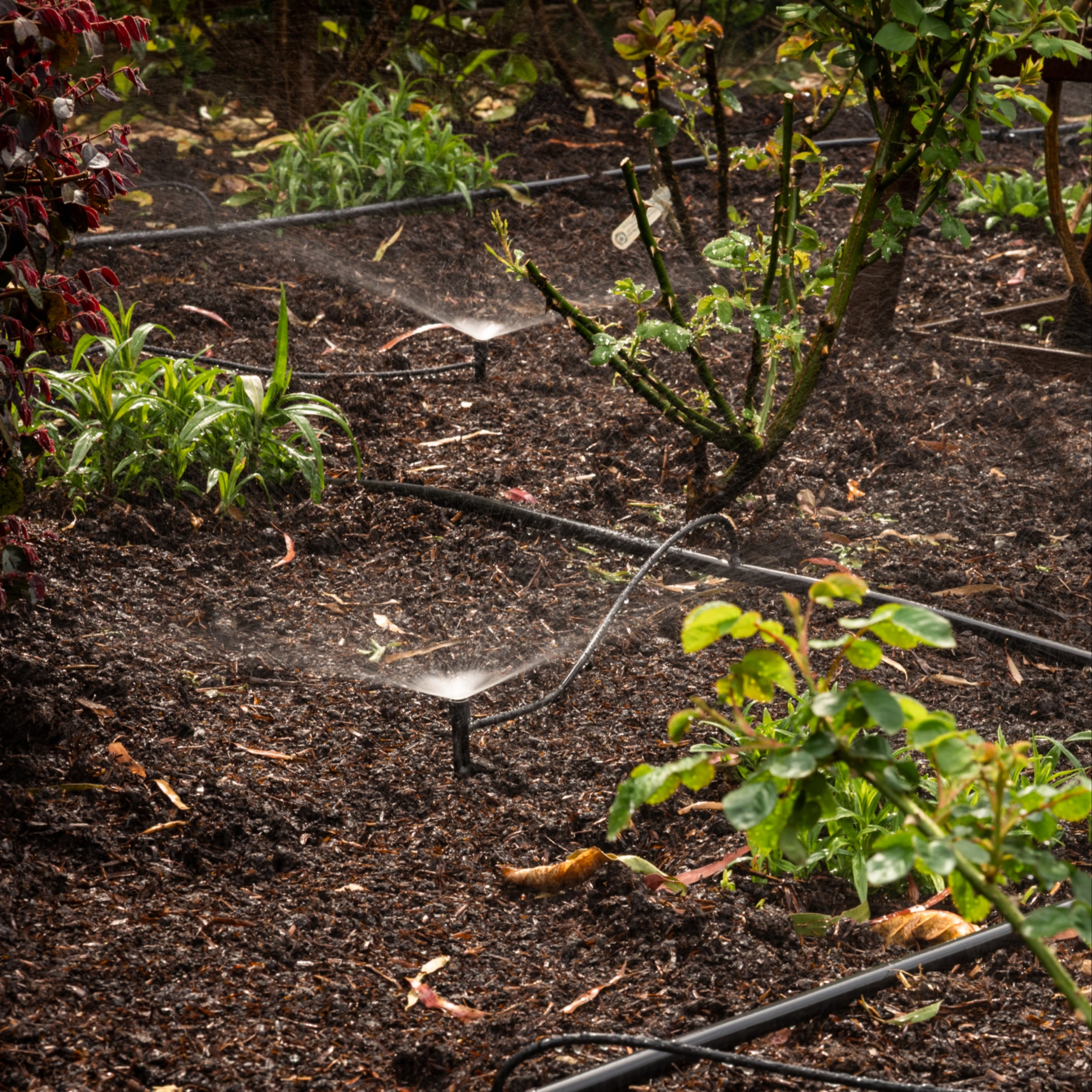 Create adjustable micro-spray coverage for garden beds with the Hoselink Adjustable Spray Irrigation Kit. The complete kit distributes water through poly pipe and individually adjustable spray points