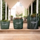 Grow vegetables